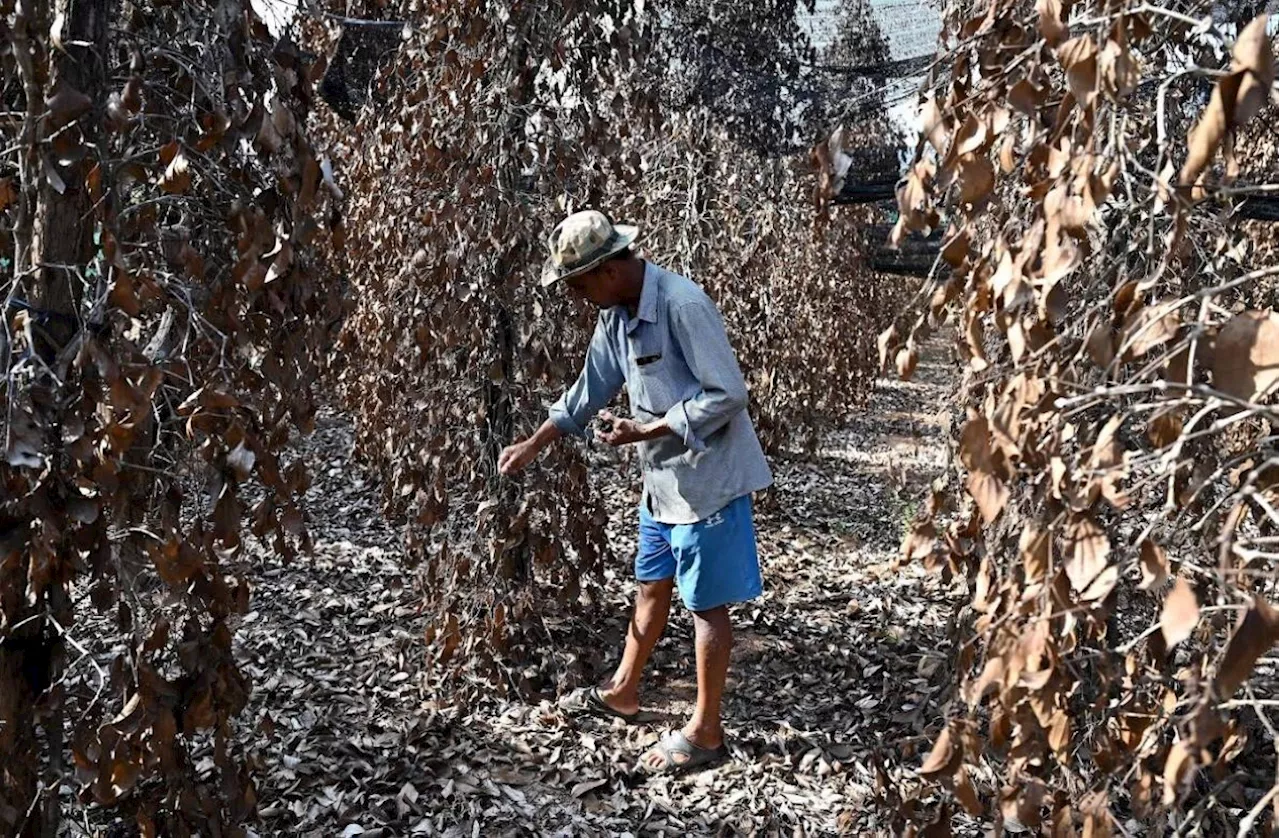 Cambodia's famed Kampot pepper withers in scorching heatwave