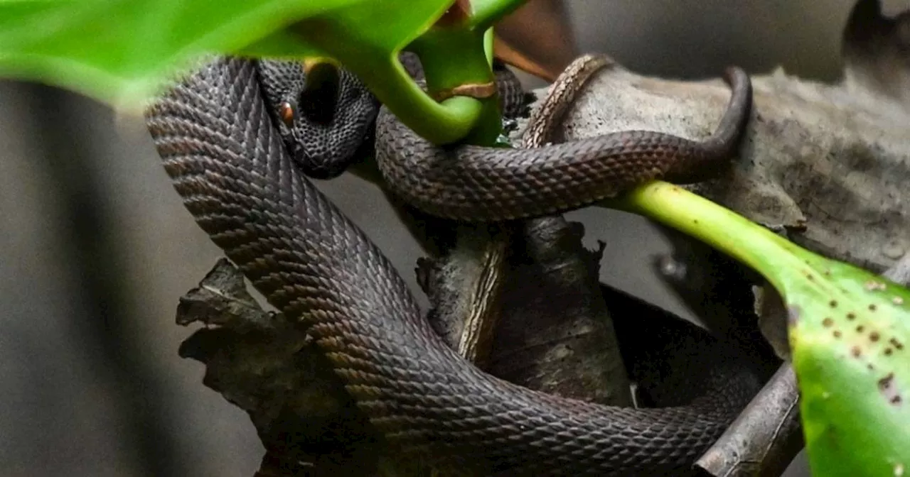 Snake sightings due to 'warm weather'