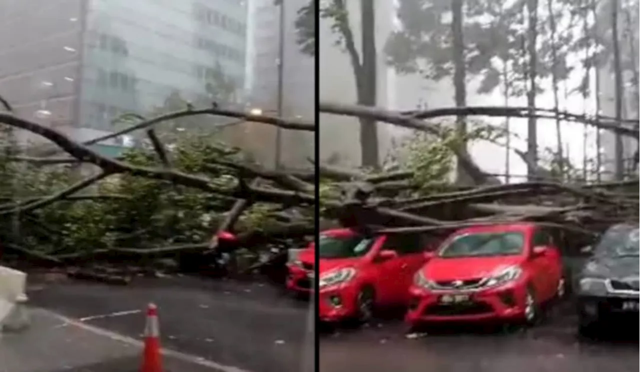 KL Hit By Yet Another Uprooted Giant Tree, This Time Near KLCC