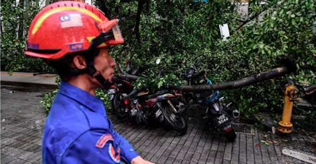 Tree tragedy: DBKL ordered to cut down high-risk trees