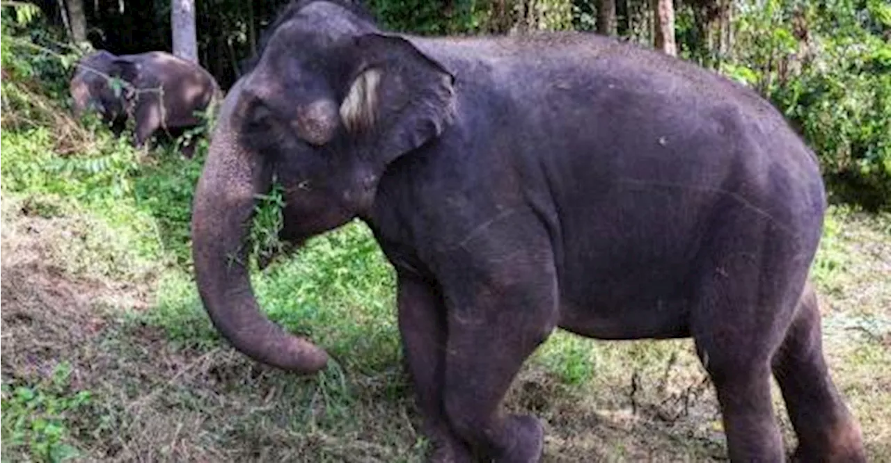 Warga Bangladesh maut diserang gajah liar di Gua Musang