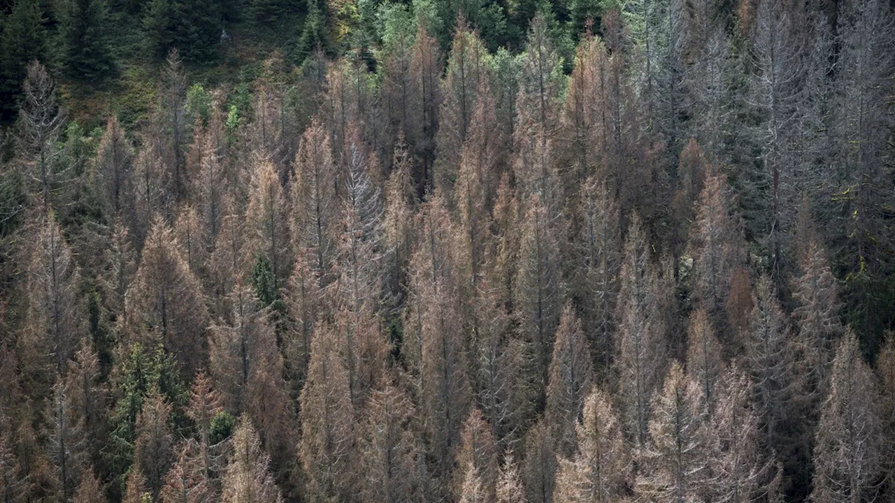 Klimakrise: Hitze und Borkenkäfer zerstören Wälder – Cem Özdemir besorgt