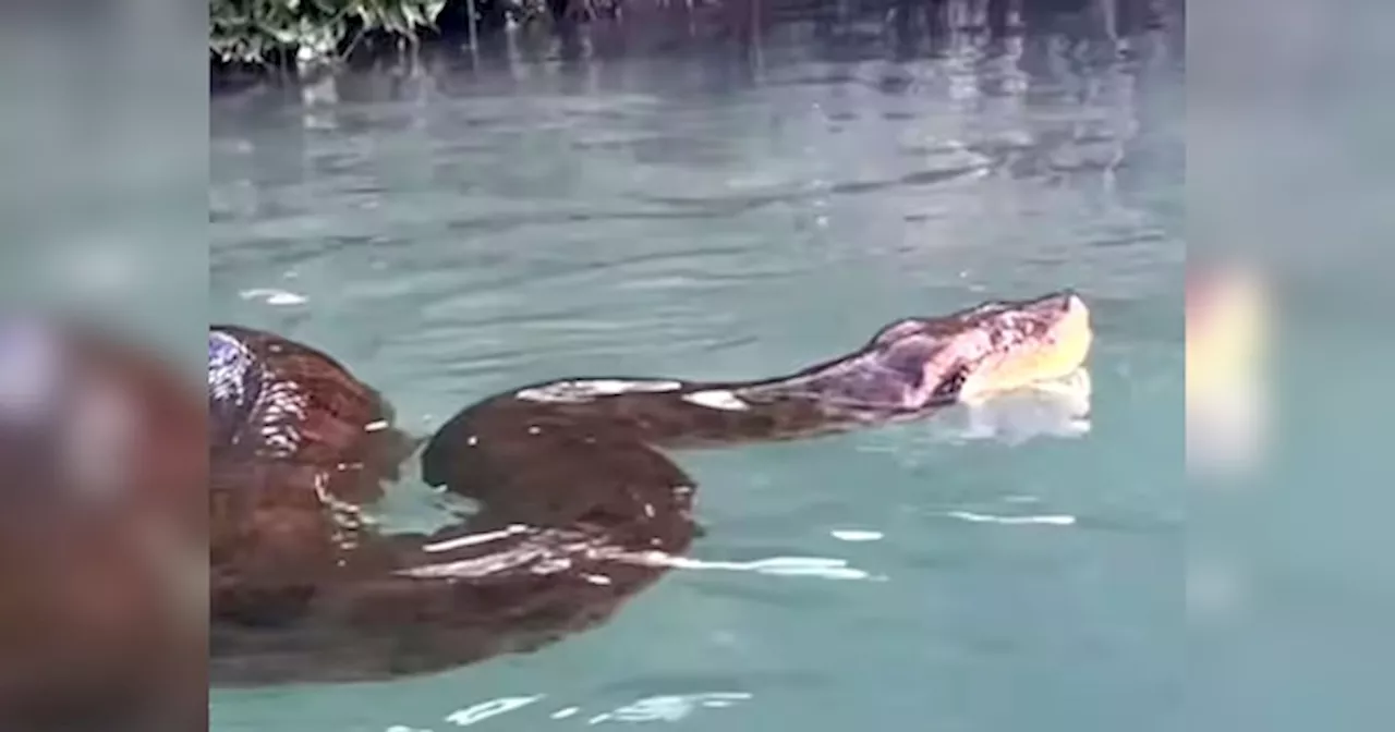 भारी-भरकम एनाकोंडा के साथ तैरता नजर आया शख्स, Video देख लोग बोले- यमराज जी छुट्टी पर हैं शायद