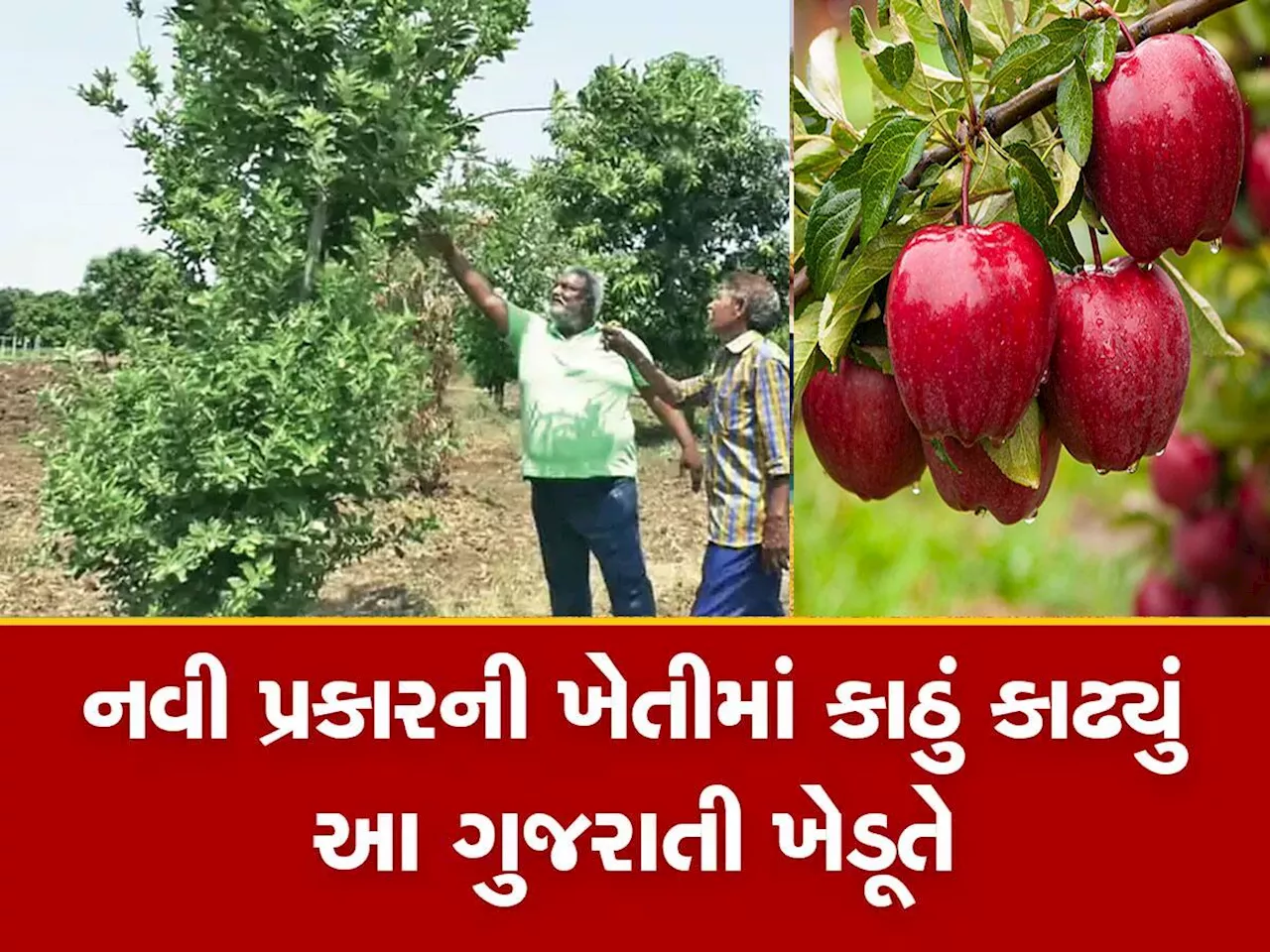 ગુજરાતી ખેડૂતે ચમત્કાર કર્યો, ઠંડા પ્રદેશમાં થતા ફળની ખેતી ભરૂચમાં કરી બતાવી