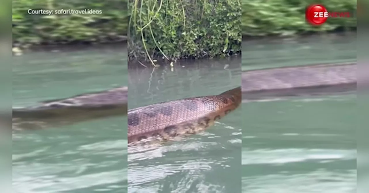 Anaconda Video: पानी में स्विमिंग कर रहा था शख्स कि सामने दिख गया विशाल एनाकोंडा, वीडियो देख हिल गया जनता का दिमाग