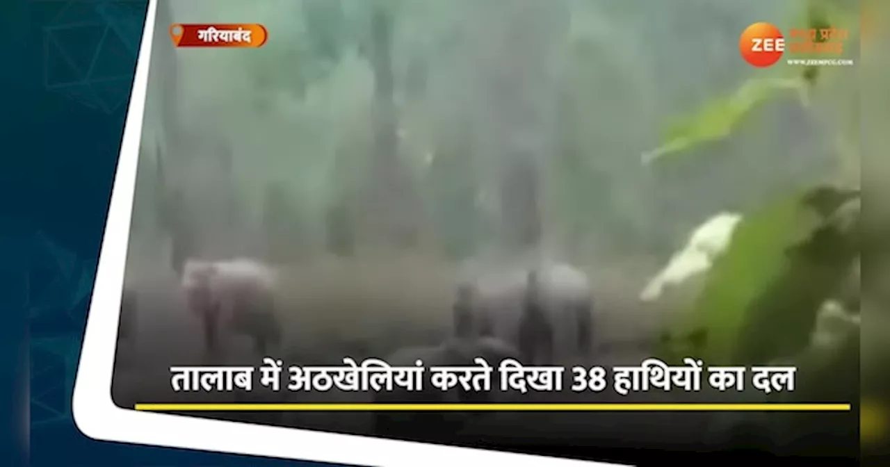 Gariyaband Video: तालाब में मस्ती करता दिखा 38 हाथियों का झुंड, वन अमले ने पूरे इलाके में जारी किया हाई अलर्ट