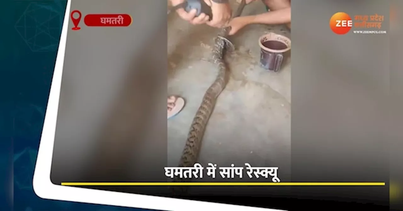 Snake Viral Video: ऑफिस में घुसा 7 फीट का घोड़ा पछाड़ सांप, सर्प मित्र ने किया रेस्क्यू, देखें वीडियो