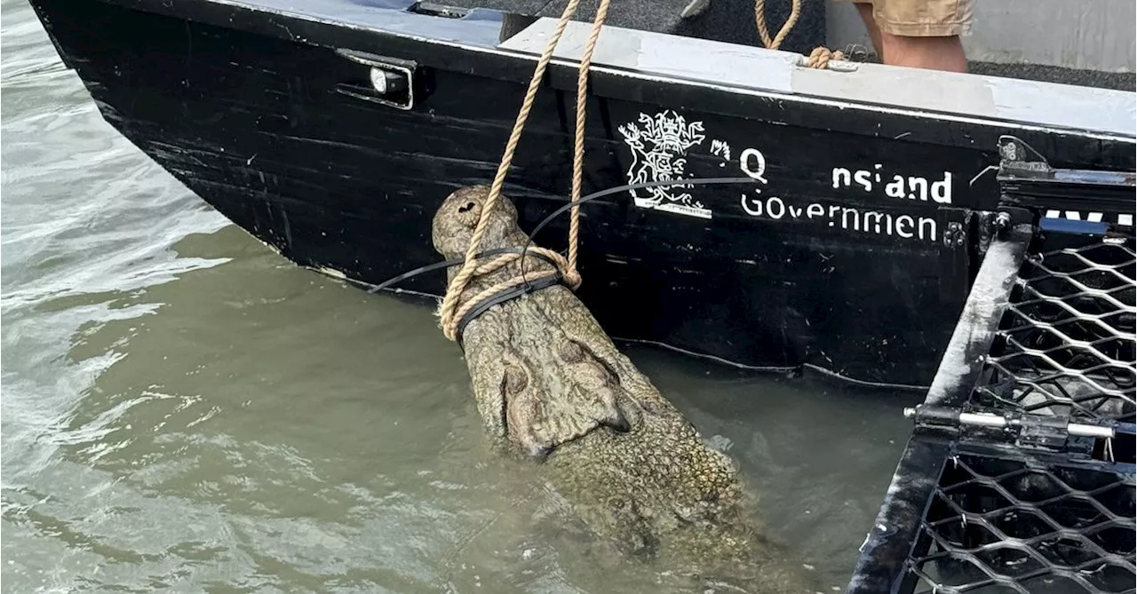 Queensland authorities capture 'large and aggressive' crocodile