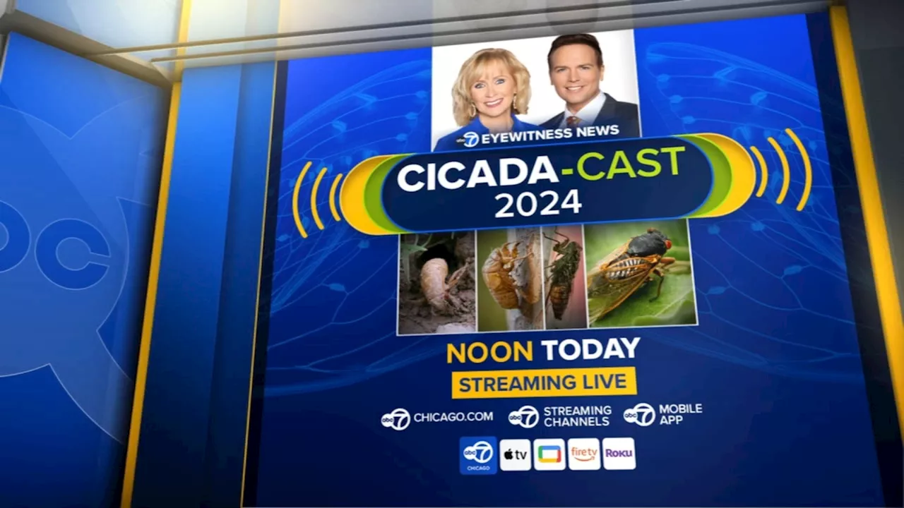 ABC7 Chicago Cicada-Cast 2024 breaks down latest on Illinois emergence