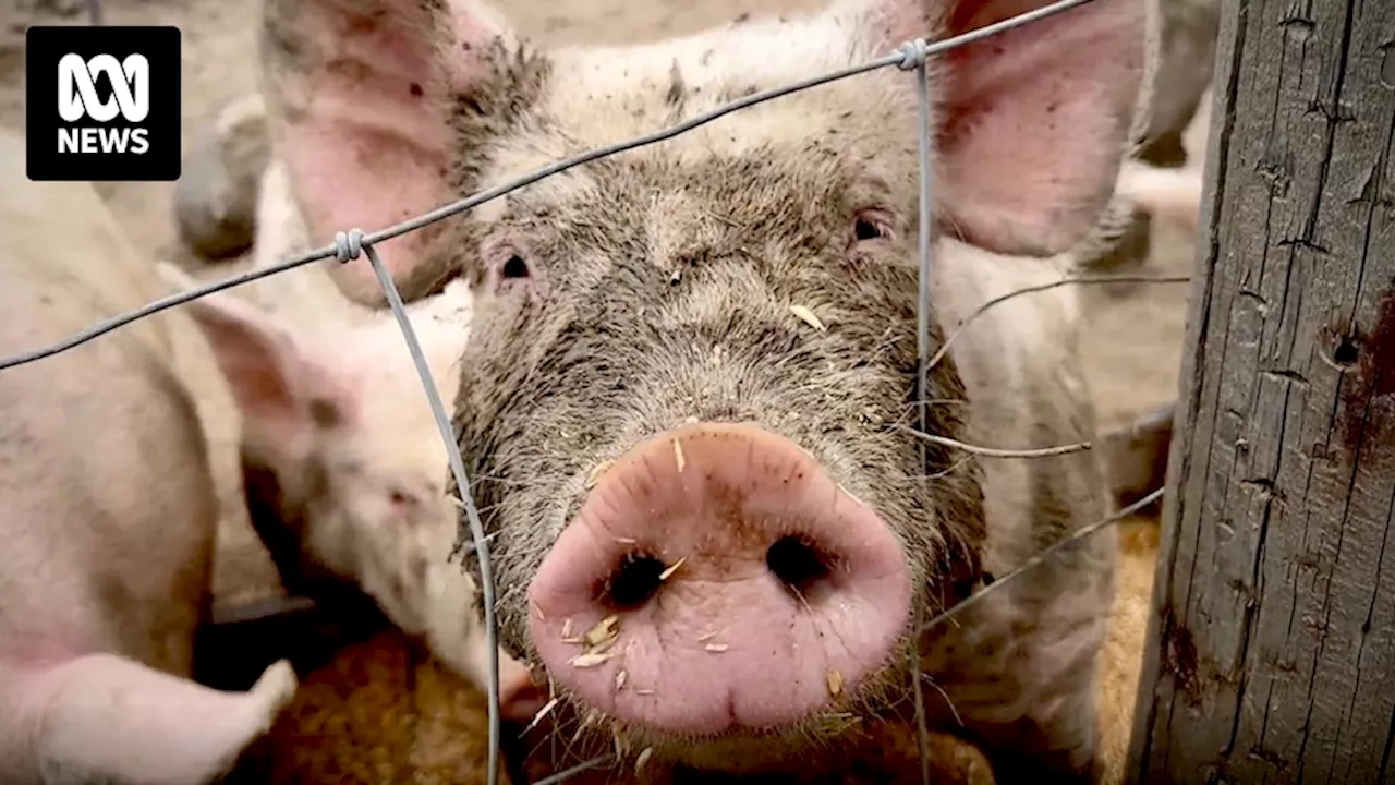 How pigs became the 'beacon of hope' to solve human organ donation shortages