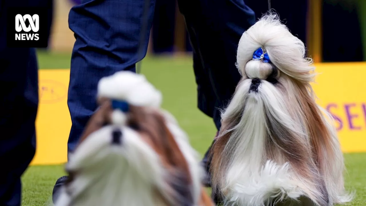 Pooch pageantry at Westminster Kennel Club Dog Show in New York as owners show off their trusted canines