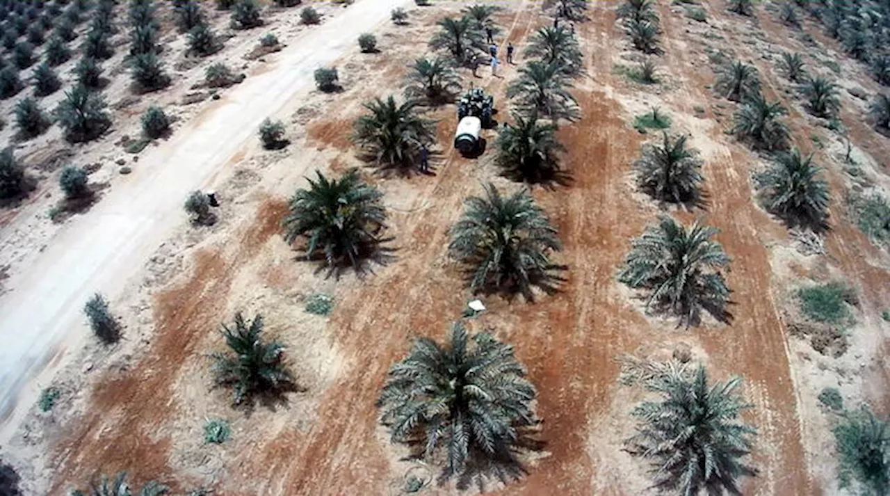 La Tunisia apre la porta alle coltivazioni nel deserto