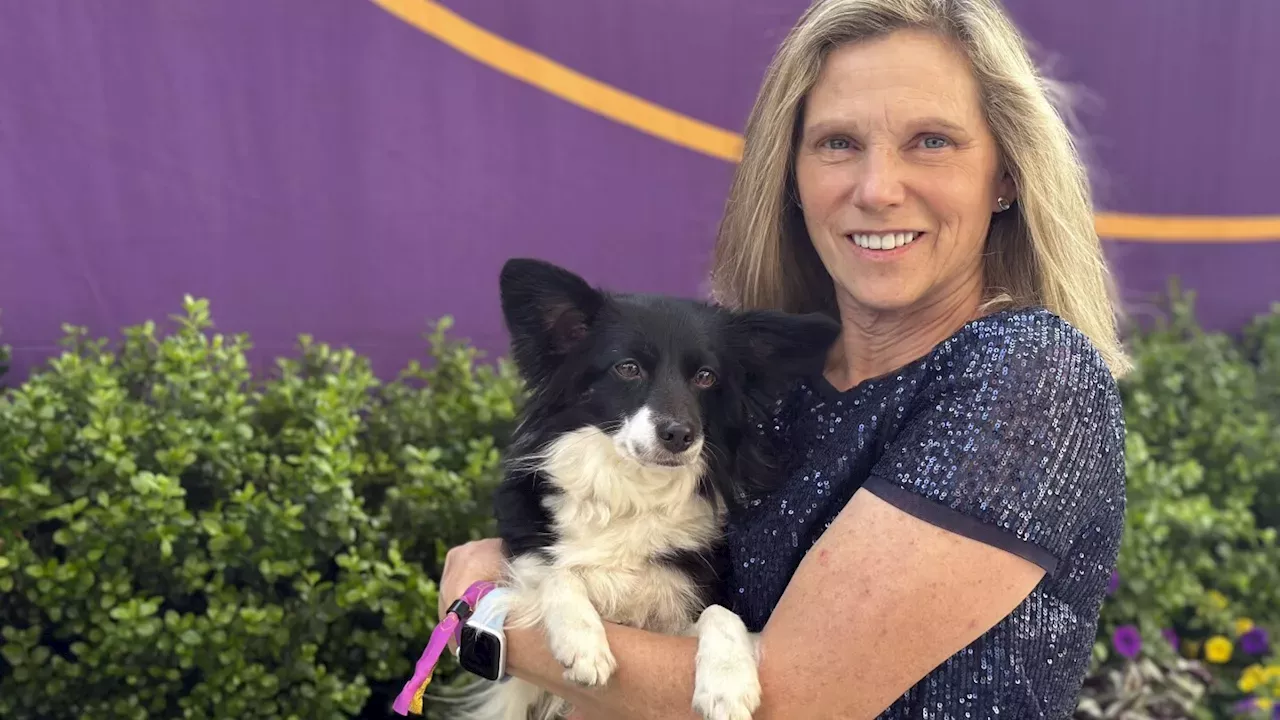 Animals Westminster dog show has its first mixedbreed agility winner