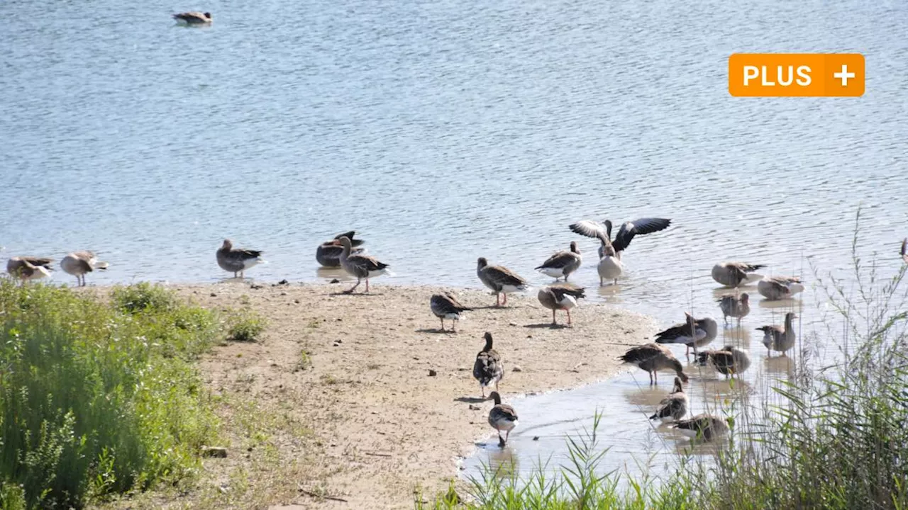 Nach umstrittener Gänsejagd am Plessenteich: 430 Eier angestochen