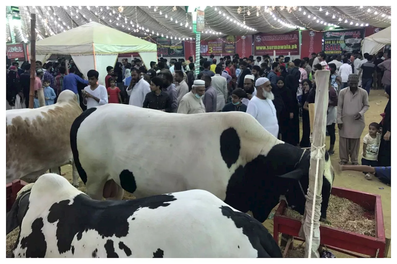 Cow Mandi 2024: KMC dropped fees for Animals before Eid ul Azha