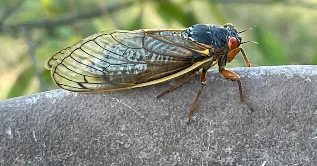 Cicadas can urinate jet-like streams due to unique digestive system, study finds