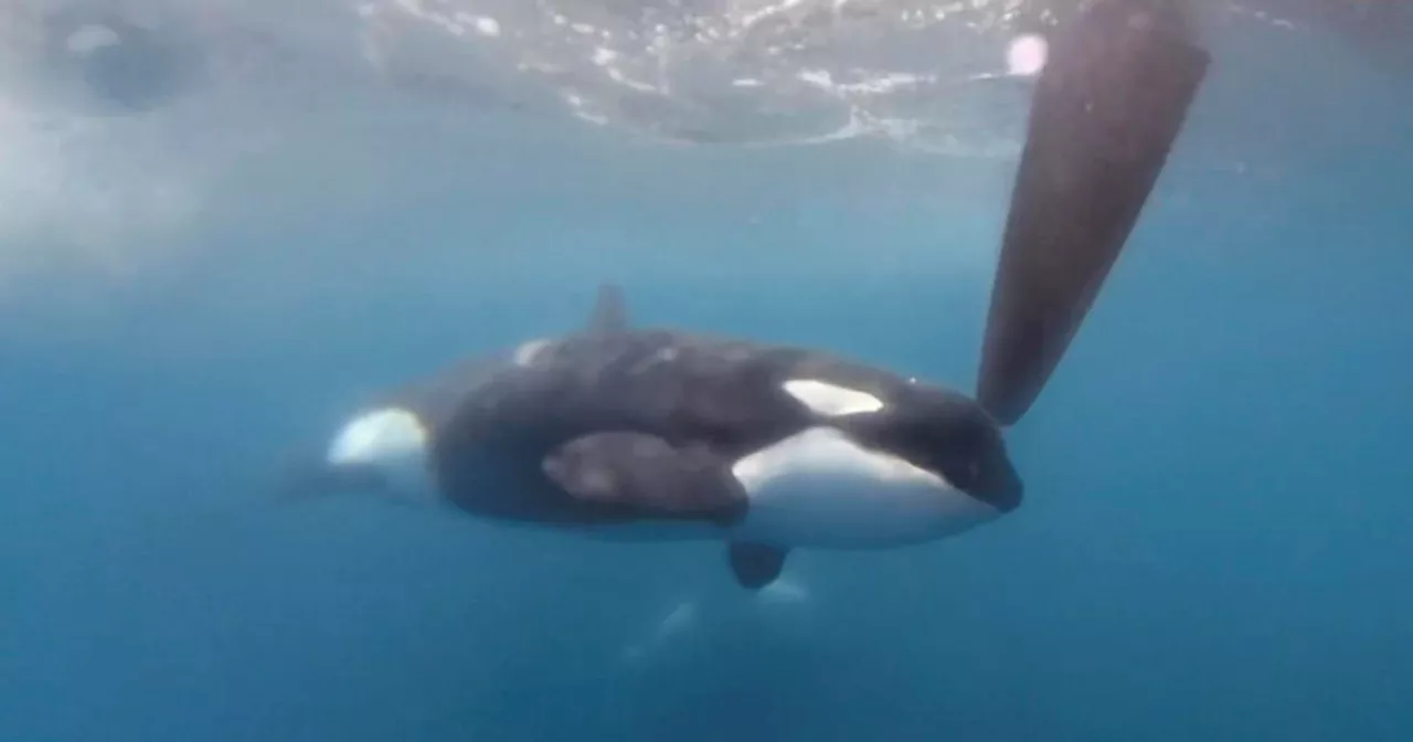 Killer whales attack and sink sailing yacht in the Strait of Gibraltar — again