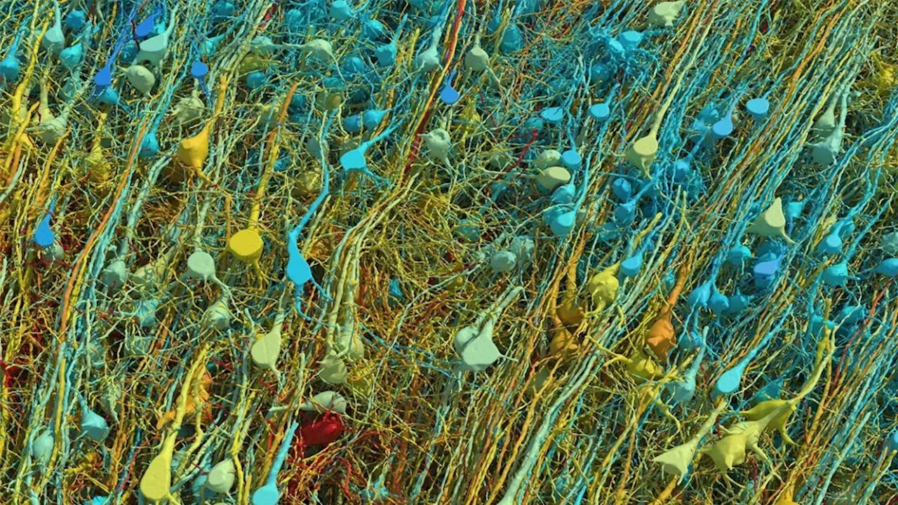 La mappa di un millimetro cubo di cervello umano, per la prima volta: «Una complessità mai vista prima»