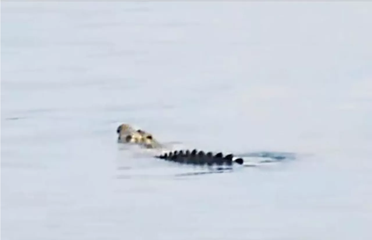 Crocodile watch in Kota Kinabalu waters after sightings