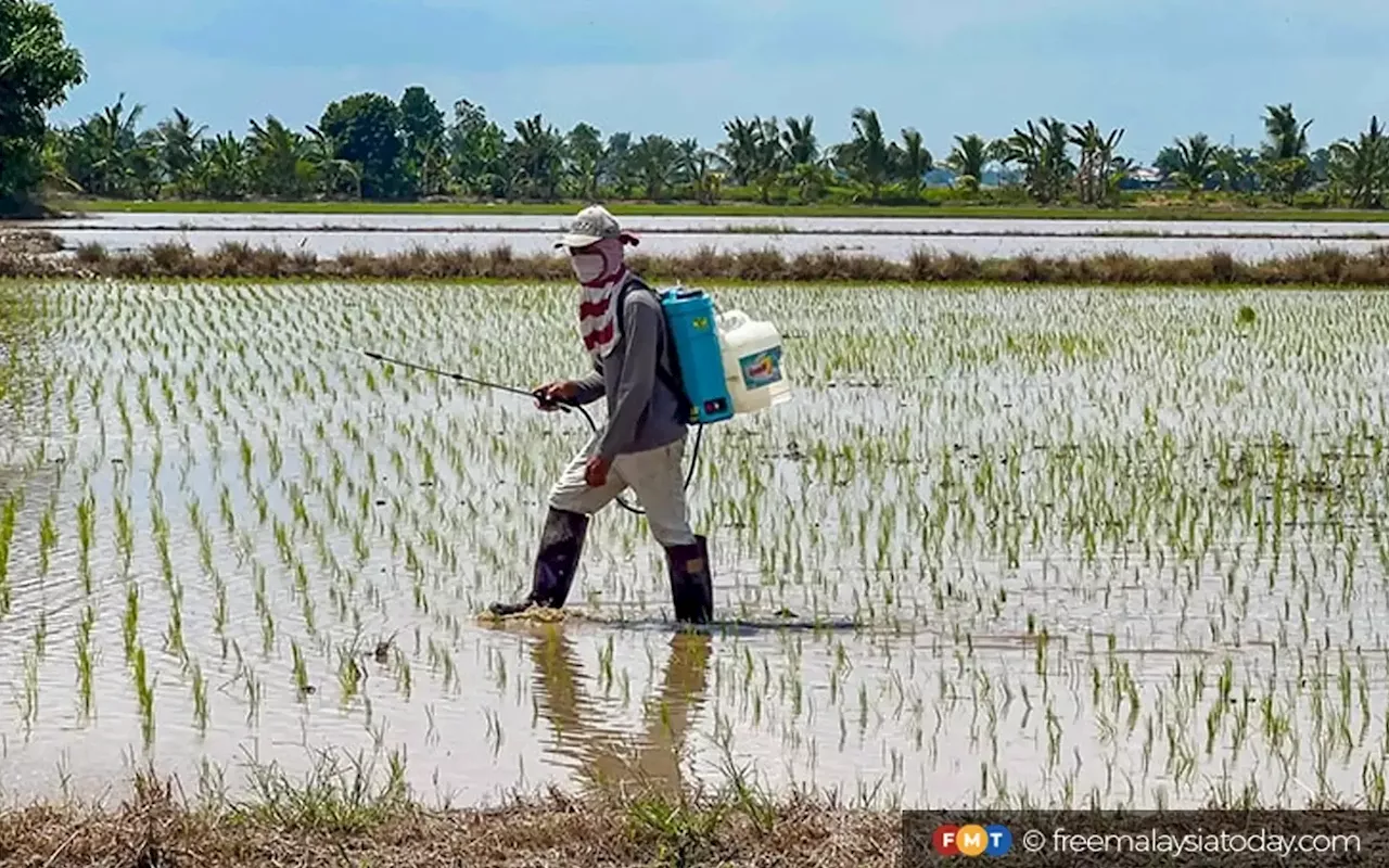 Sarawak needs 17,500ha of padi land to achieve self sufficiency