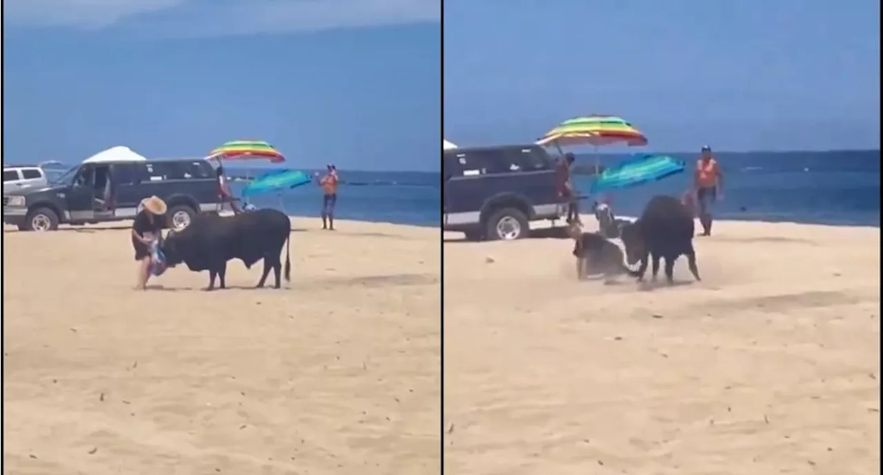 VIDEO: Toro embiste a una mujer en playa de Los Cabos, Baja California Sur