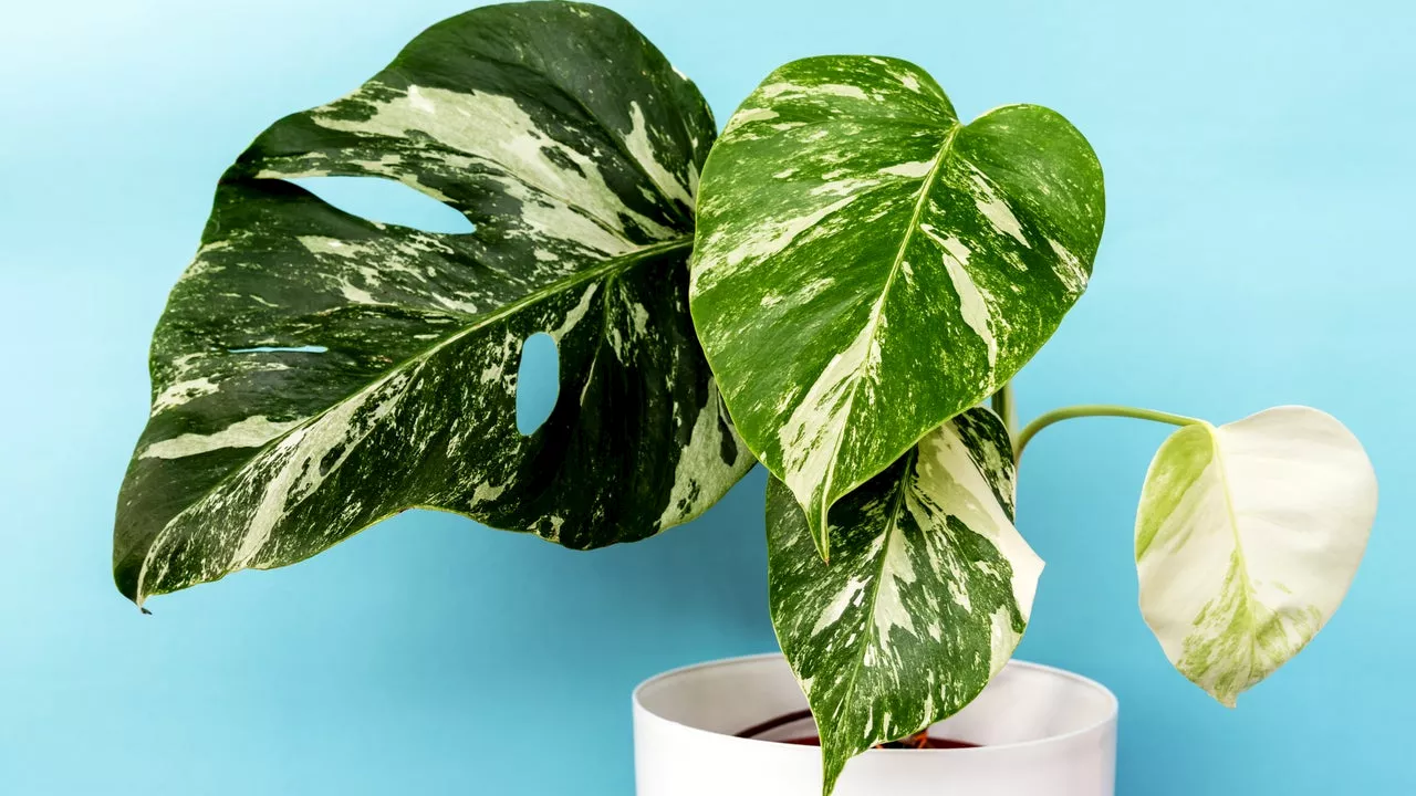 The 14 Trendiest Houseplants of 2024: Shop Best-Selling Indoor Plants for Beginners and Green Thumbs