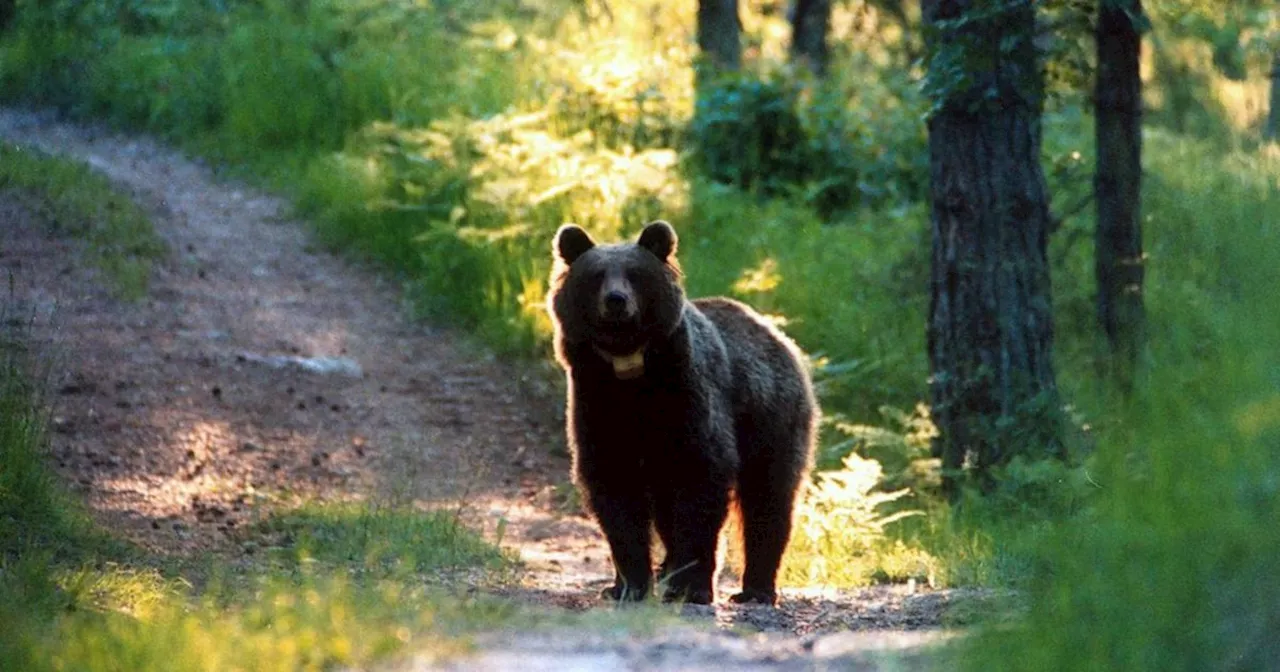 L’orsa JJ4 poteva rimanere in Trentino ma Fugatti ha rinunciato ancora alla progettazione