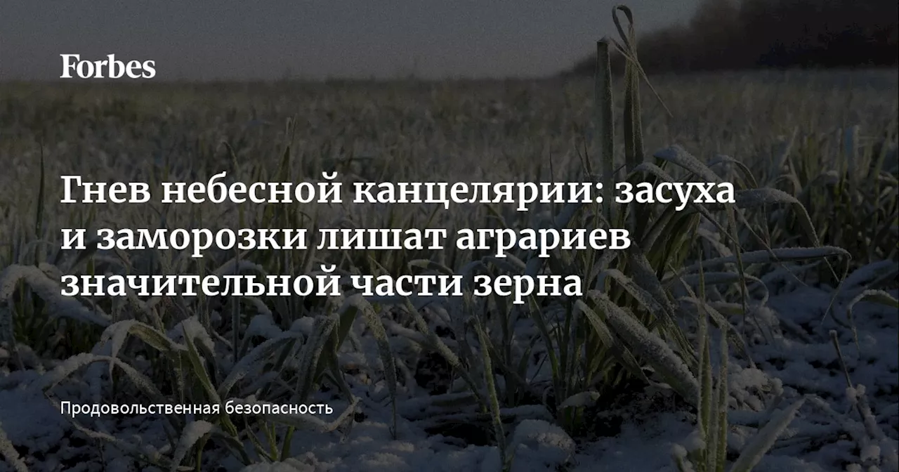 Гнев небесной канцелярии: засуха и заморозки лишат аграриев значительной части зерна