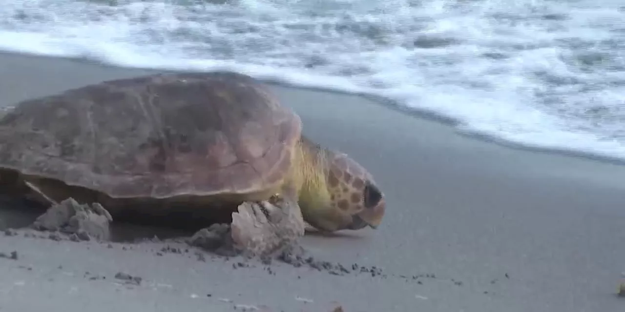 2 injured loggerhead turtles triumphantly crawl into the Atlantic after rehabbing in Florida