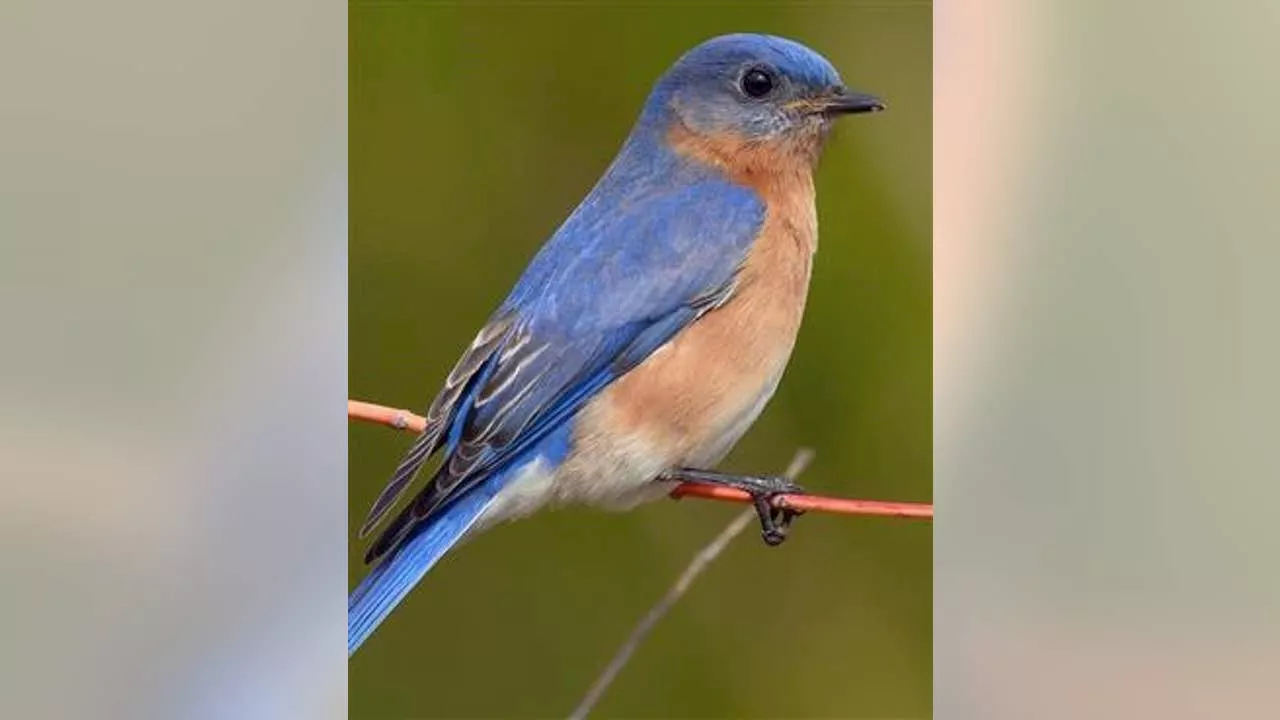 Fort Worth to name official city bird