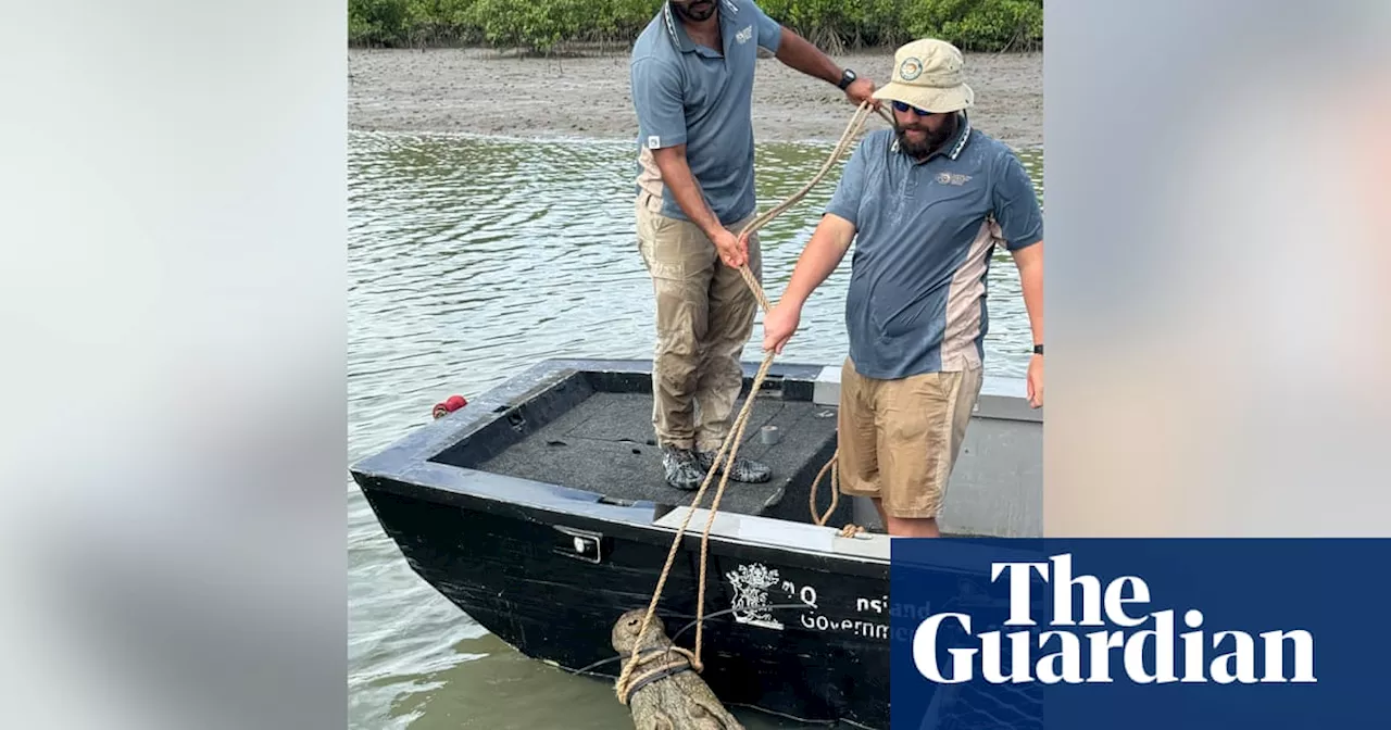 Huge crocodile captured in north Queensland marina after lunging at man on houseboat and snatching dog