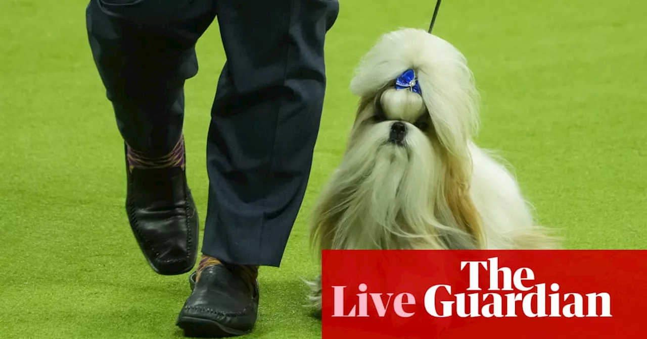 Westminster Dog Show: The schedule, judges, group winners and best in show results — live updates