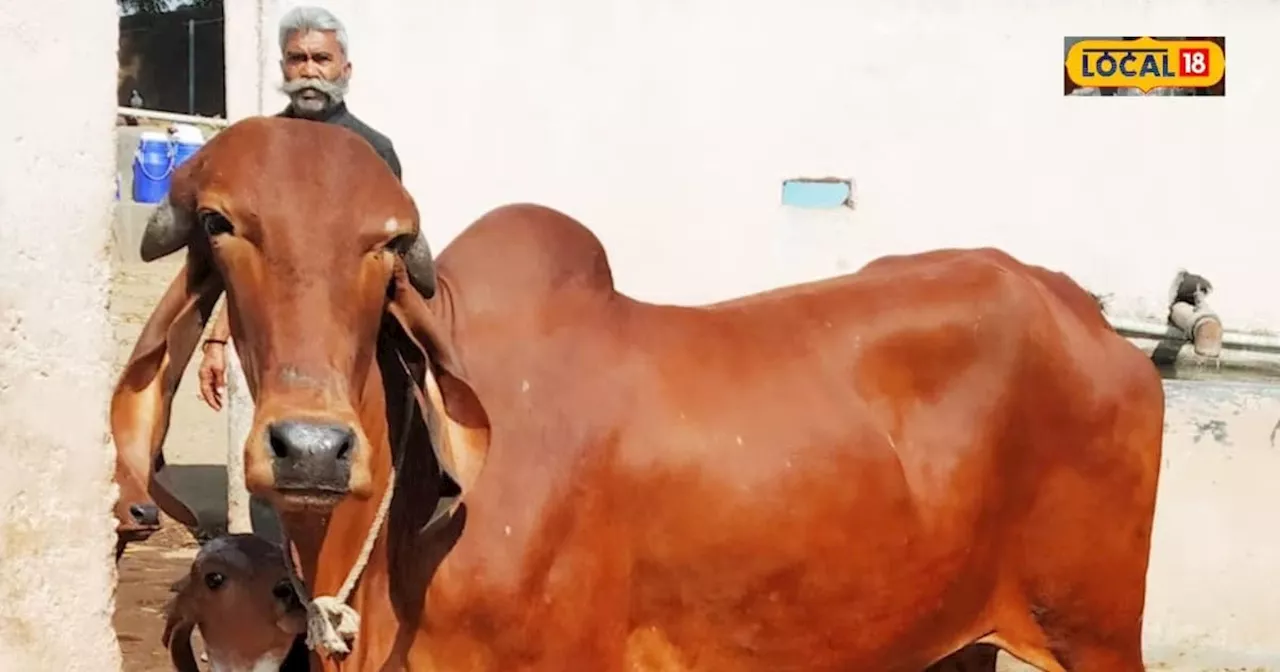 गिर गाय बदल सकती है किसानों की किस्मत, 70 से 150 रुपए लीटर तक बिकता है दूध...दो से तीन हजार रुपए है घी का र...