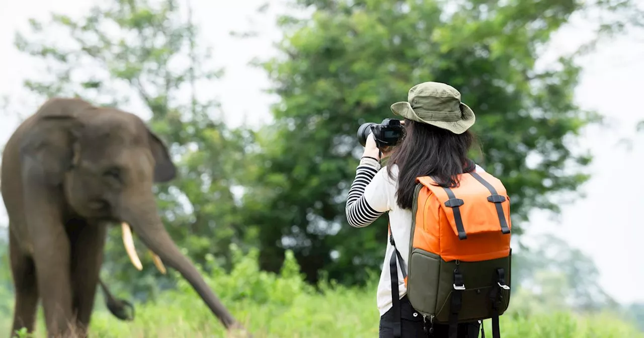 This Is The Critical Point That Wildlife Photographers And Filmmakers Can Actually Intervene