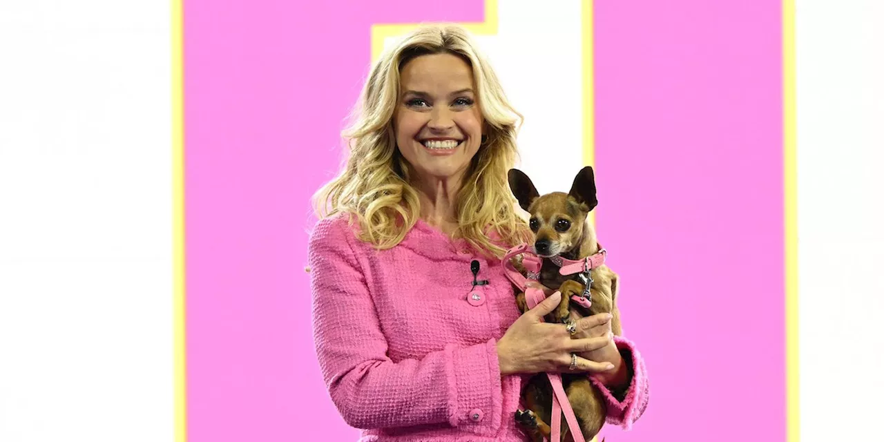 Reese Witherspoon Dressed Up as Elle Woods to Drop Major 'Legally Blonde' News