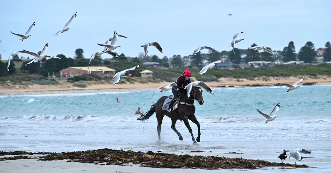 Stable worker commandeers fishing boat and jumps into sea to save racehorse