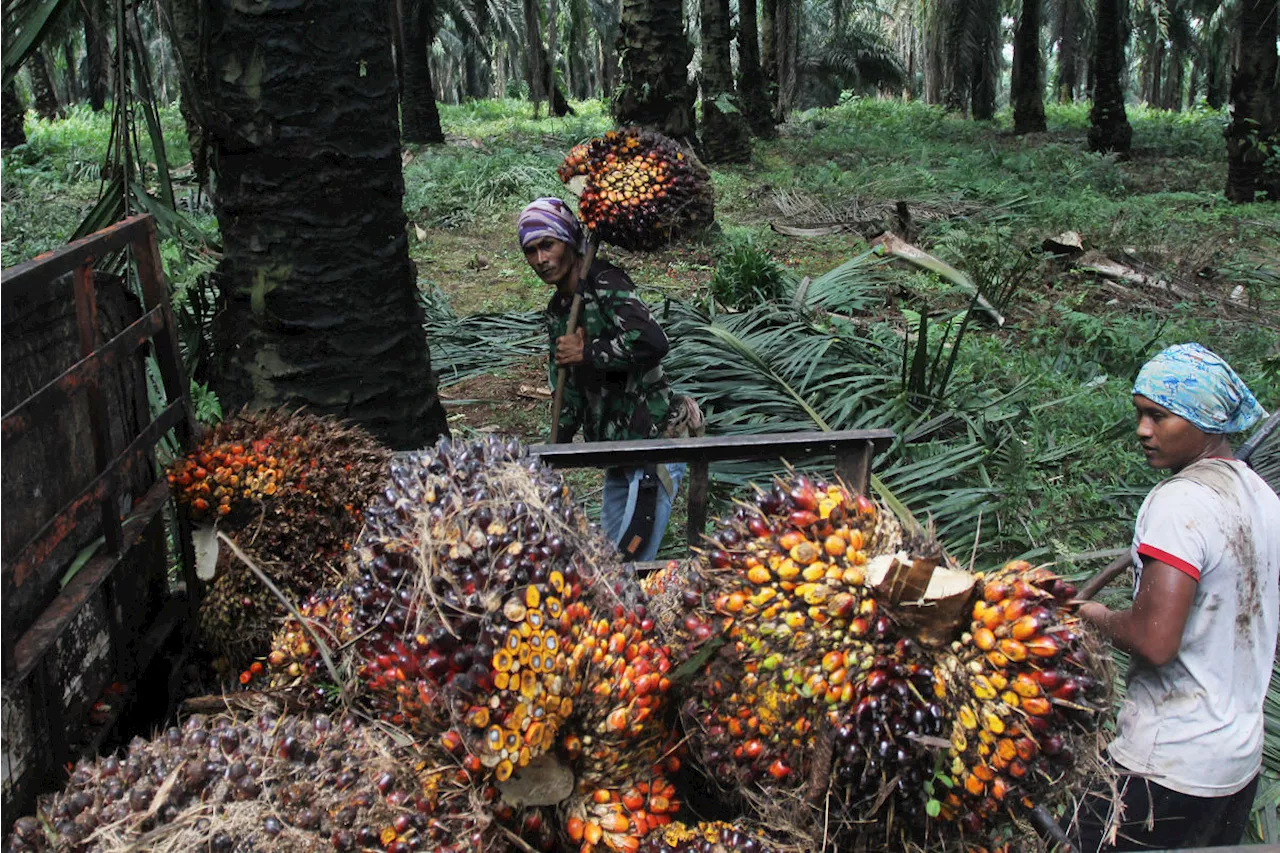 Harga TBS Kelapa Sawit Mitra Swadaya Riau Turun Lagi