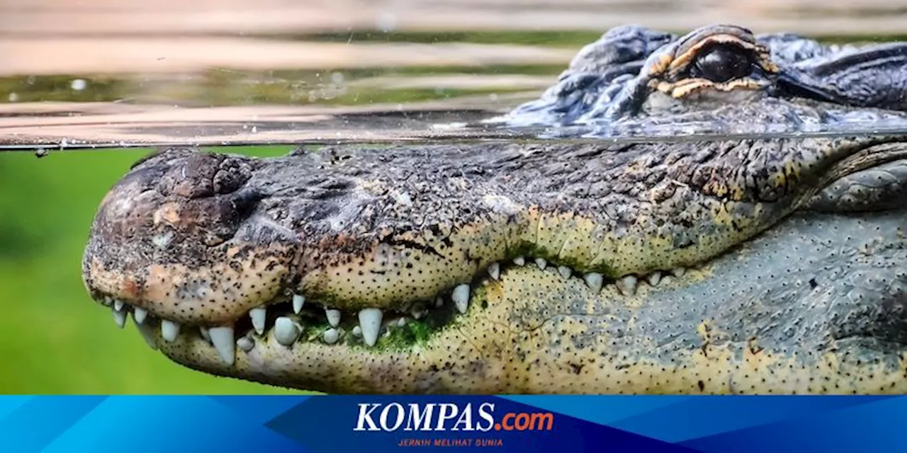 Meninju Buaya demi Selamatkan Saudara, Wanita Ini Terima Penghargaan Keberanian Raja Inggris