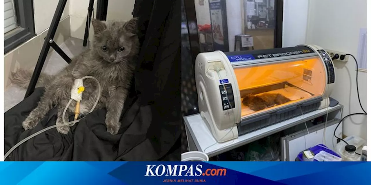 Seekor Kucing Mati Setelah Diberi Obat Scabies Semprot, Ini Kronologi dan Penjelasan Dokter Hewan