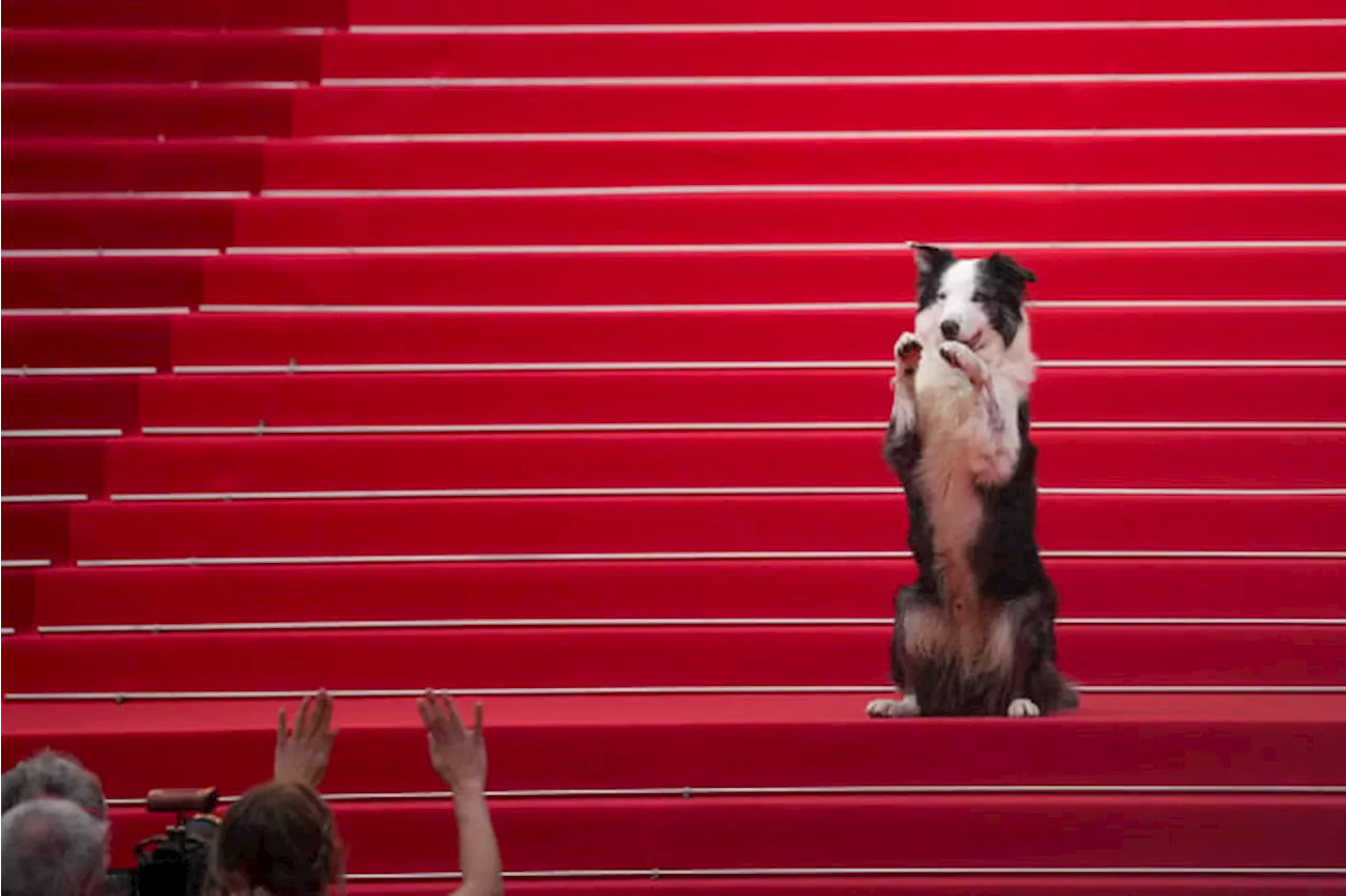 Messi the dog comes to Cannes for an encore