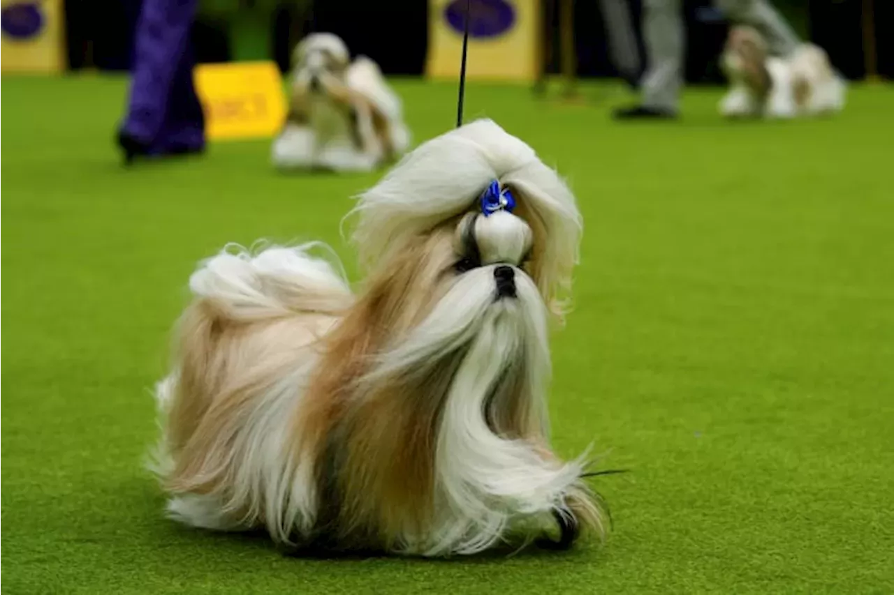 U.S. News Westminster dog show is a study in canine contrasts as top