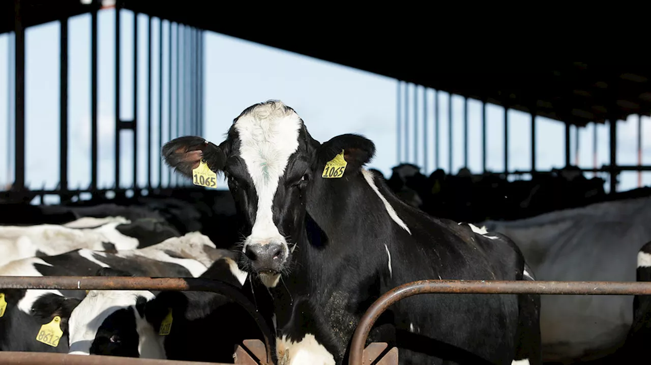 As bird flu jumps from cows to humans, experts concerned about spread through raw milk