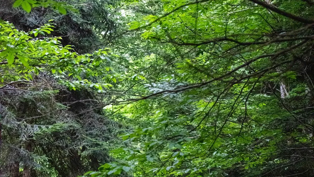 Sainte-Croix-Volvestre : nouvelle « Nuits des Forêts » pour une expérience immersive