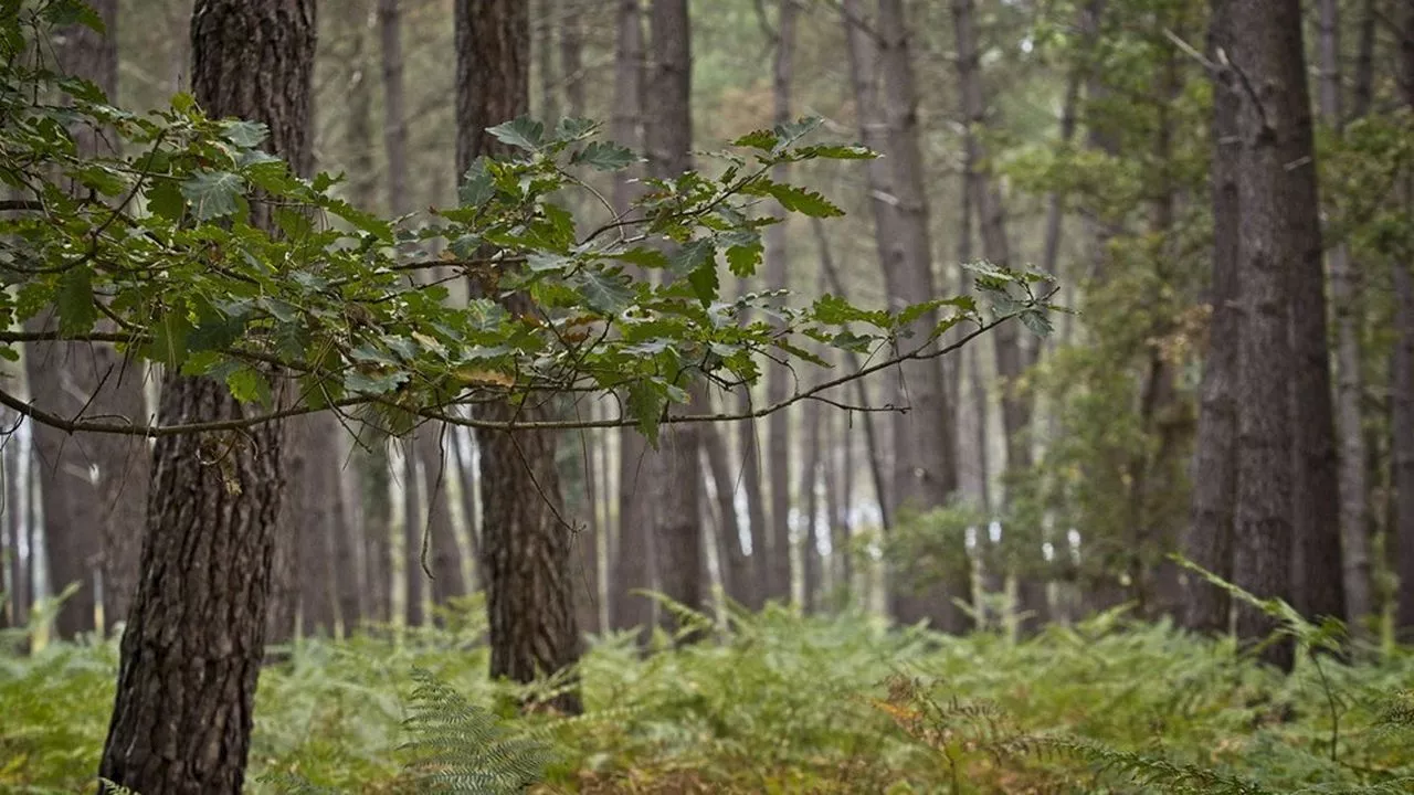 Comment la forêt peut contribuer à la décarbonation de la France