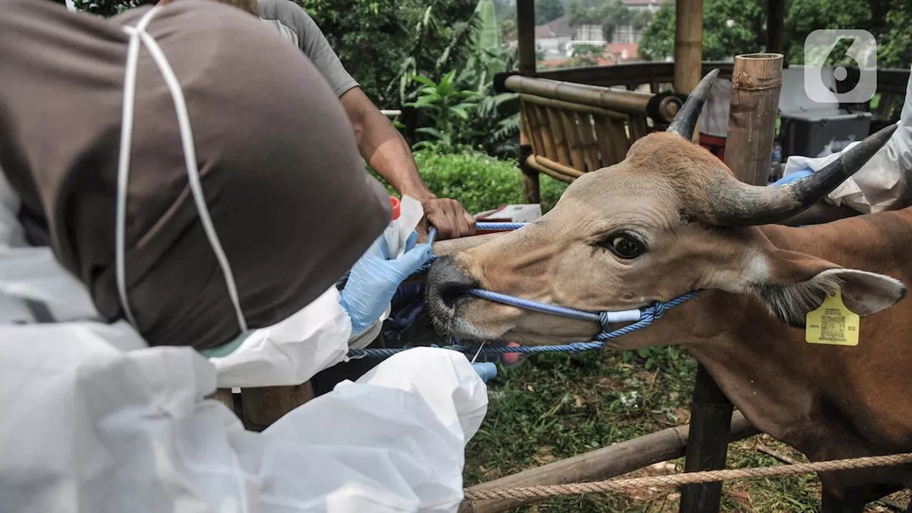 Jelang Idul Adha, 31 Ribu Hewan Kurban Diprediksi Akan Datang ke Tangerang