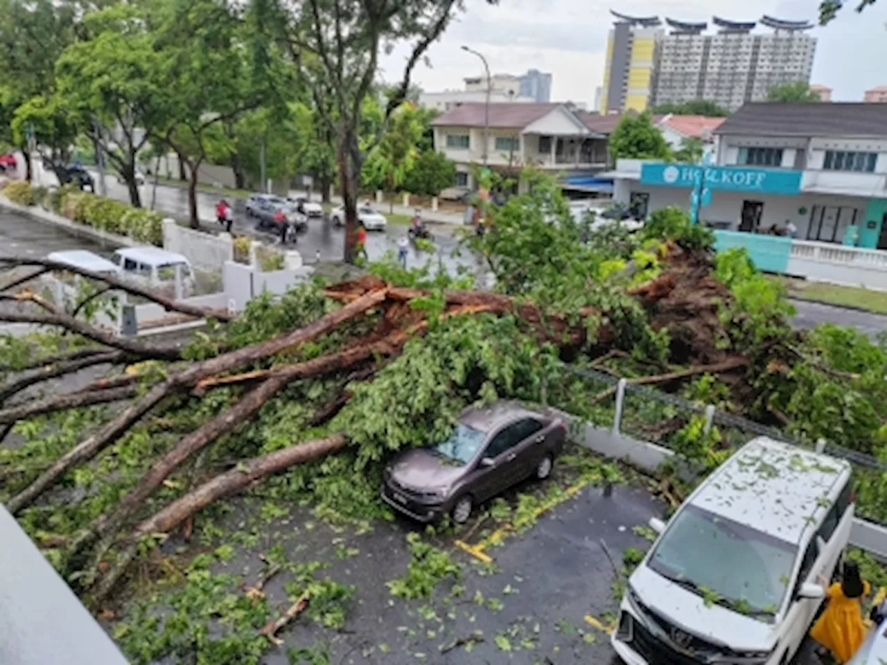 Penang govt orders local councils to inspect all trees in state after close shaves