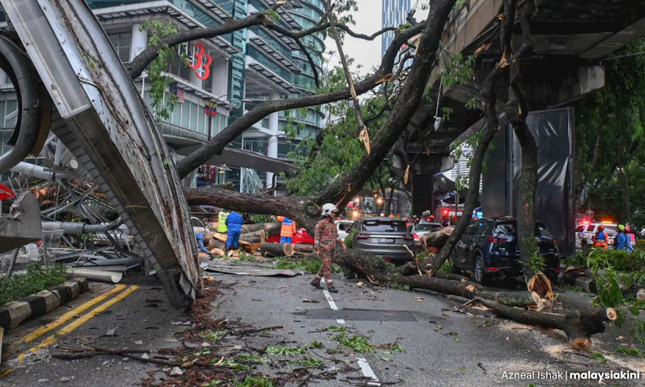  Hiring arborists won’t resolve falling trees issue