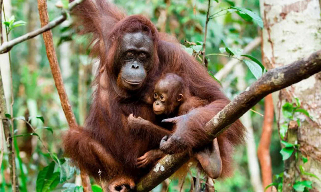  What 'orangutan diplomacy' means for conservation