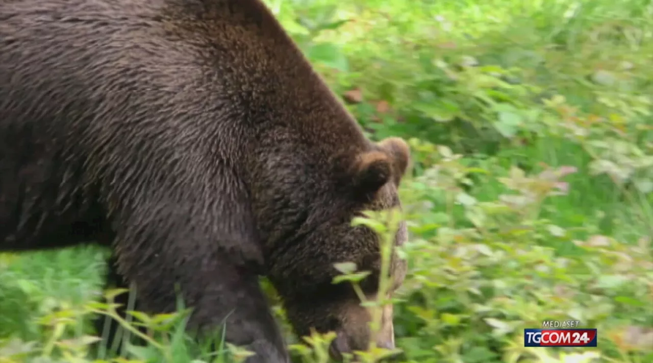 Ventiseienne ucciso da orsa, Fugatti dà ok al trasferimento di JJ4 nella Foresta Nera