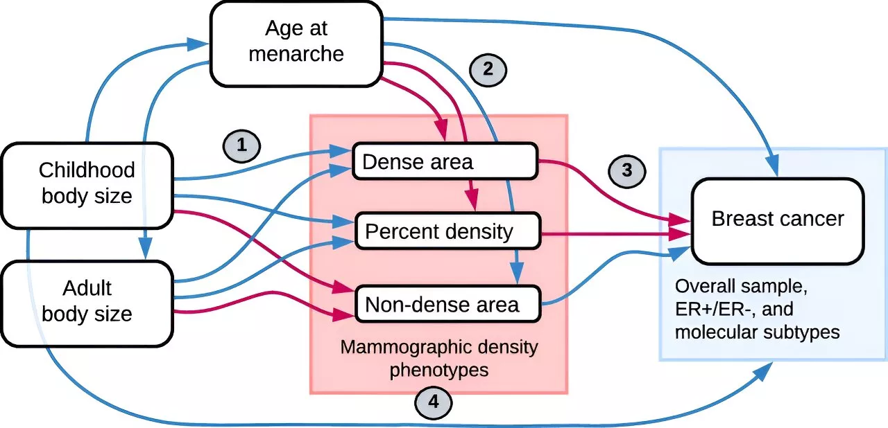 Adiposity in childhood affects the risk of breast cancer by changing breast tissue composition, study suggests